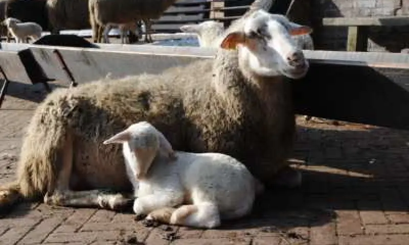 Schapen in Rheden