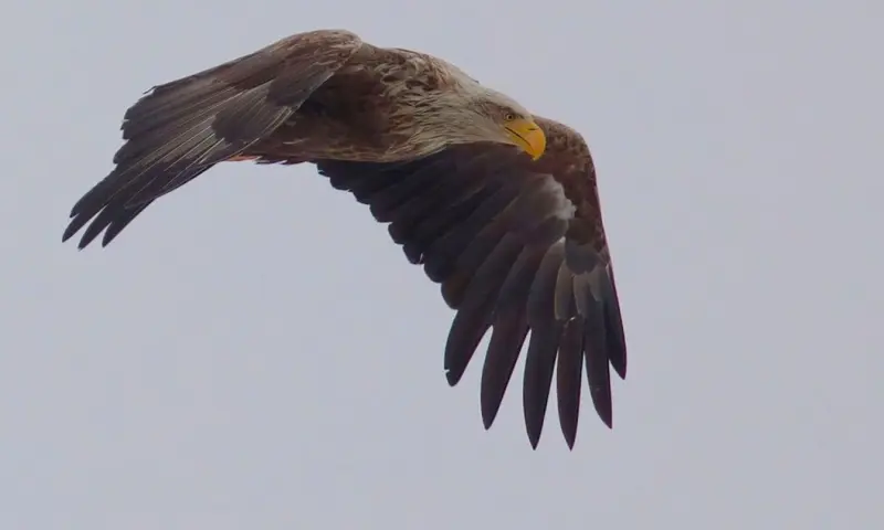 Roofvogels spotten in de Beninger Slikken
