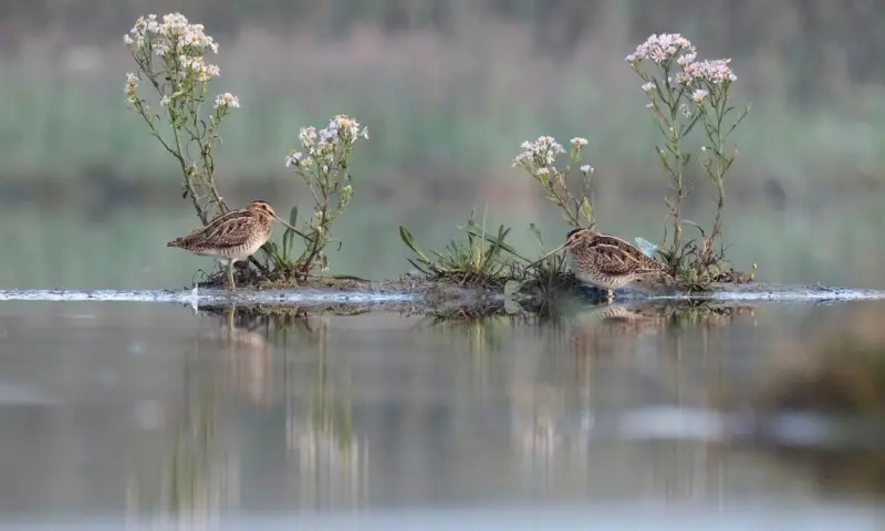 Water- en moerasvogels van Tiengemeten