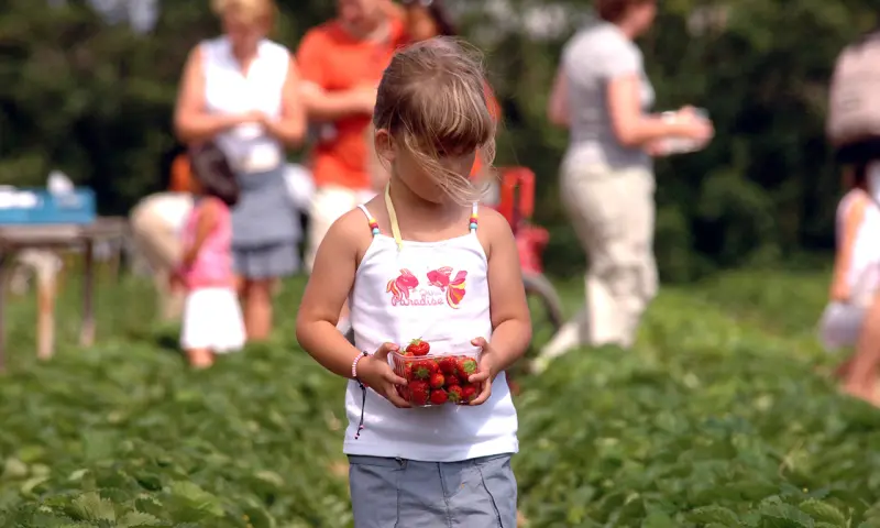 Kind met aardbeien in haar hand