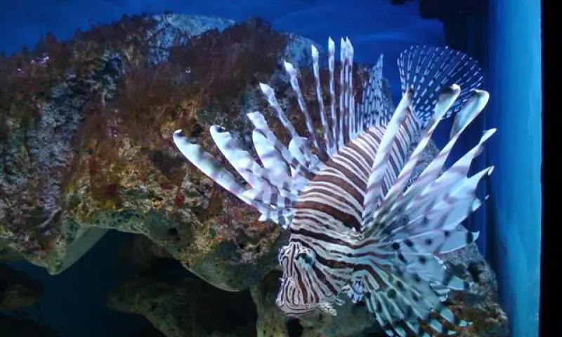 Exotische vis Leerdam