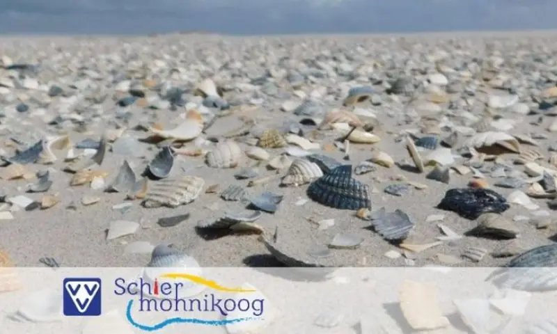 Jutten en Schelpen zoeken - November Wandelmaand