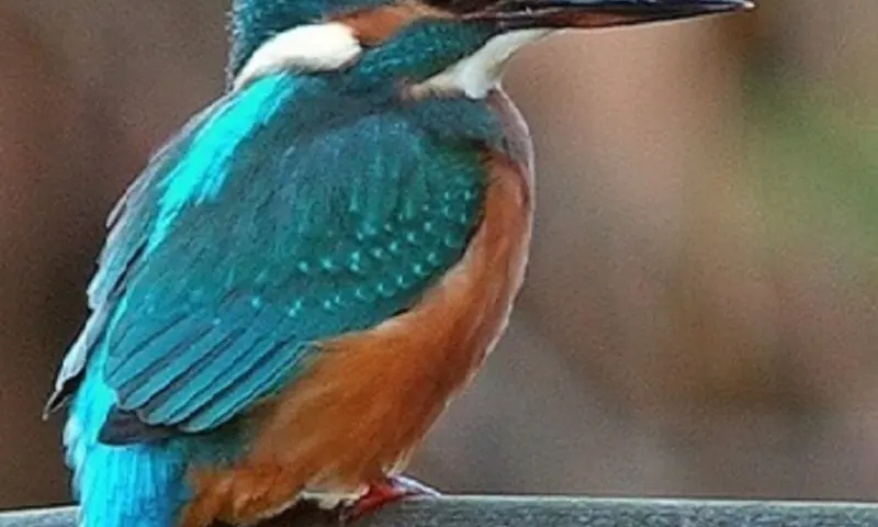 De ijsvogel is hier te ontdekken!