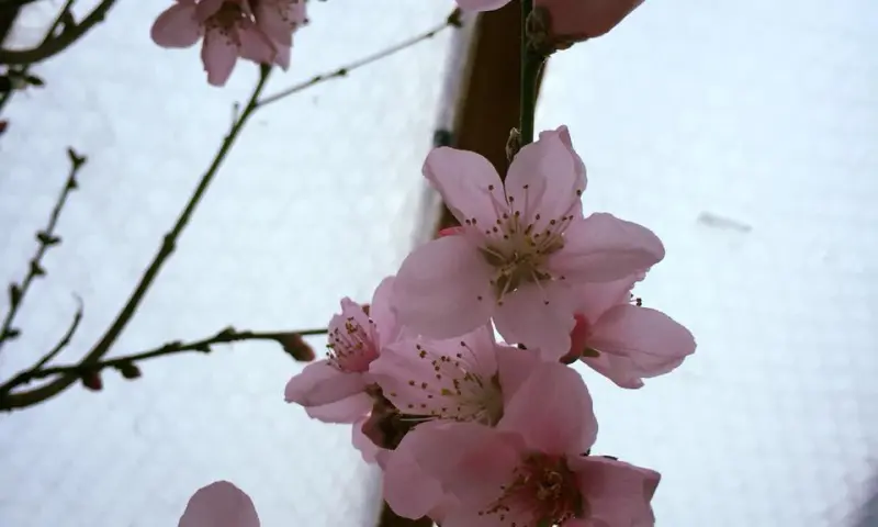 Bloemen wind in wilgen