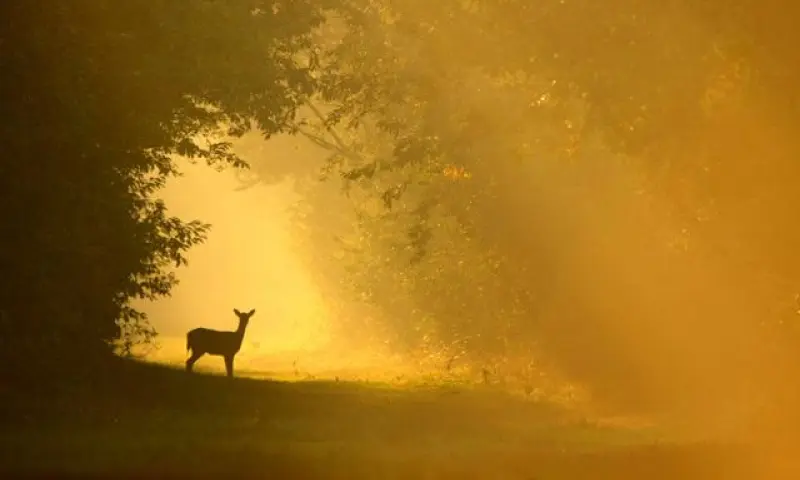 Reeën kijken in het Corversbos en Gooilust