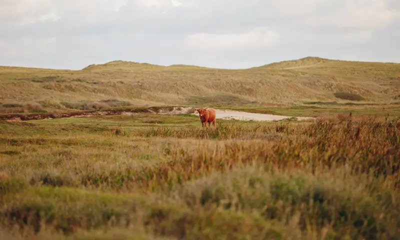 Duinen Texel