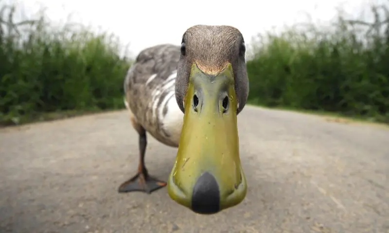 De geheimen van de eendenkooi op landgoed Haarzuilens