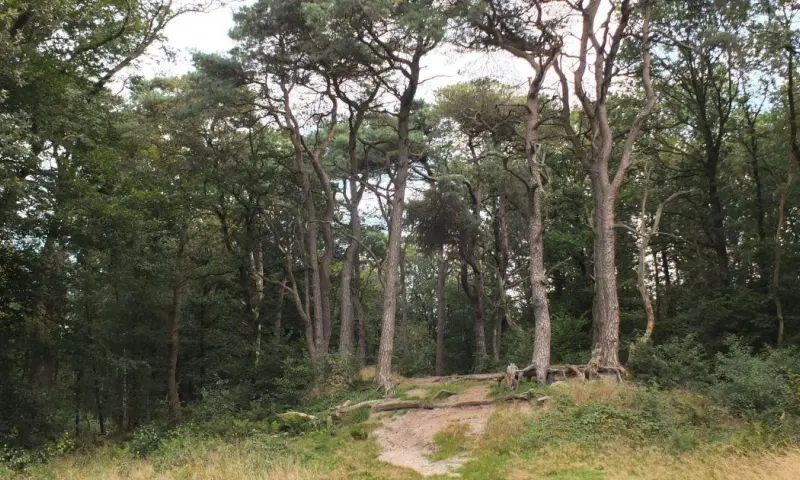 Geheimen van het Noordlaarderbos