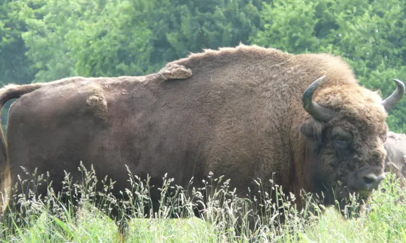 Bison