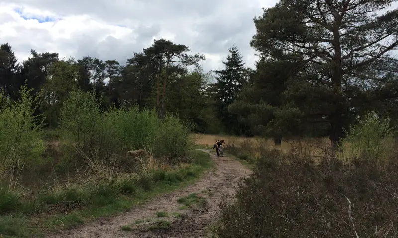 Team Building in het Bos