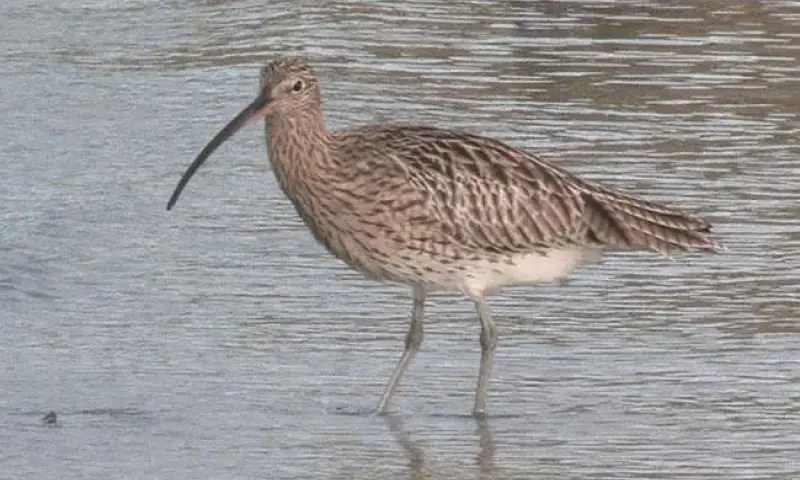 Wintervogels-excursie in natuurgebied Waalenburg - De Marel, Texel.