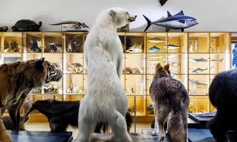 De zaal Biodiversiteit in Het Natuurhistorisch