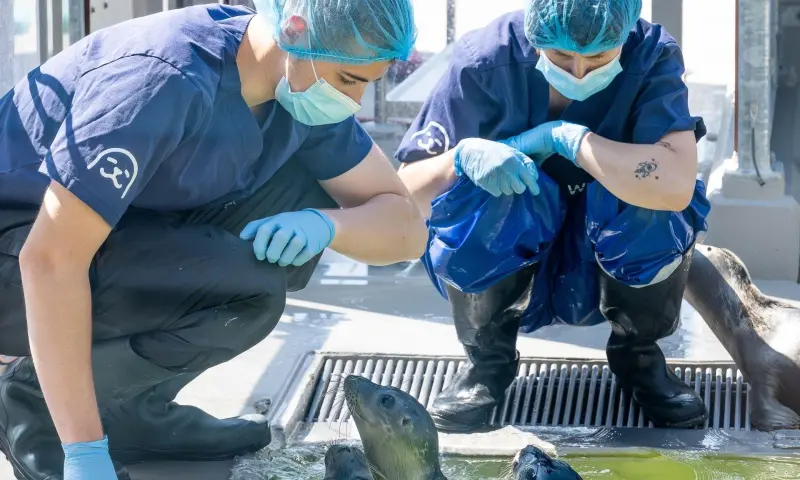 Verzorgers en zeehonden
