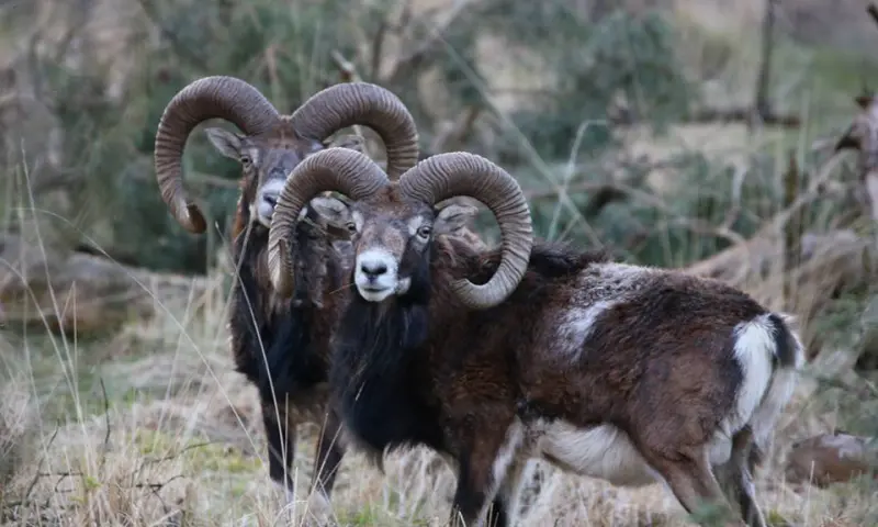 De Veluwe - Nederland