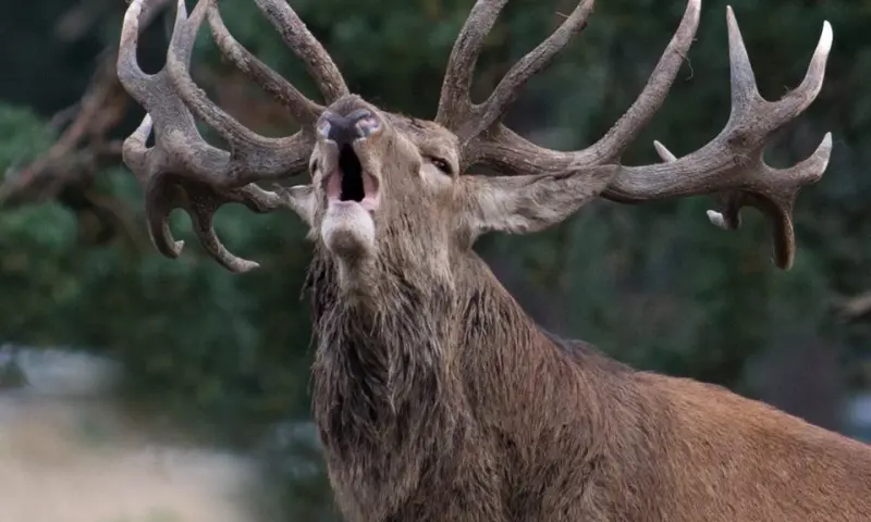 Nationaal Park de Hoge Veluwe