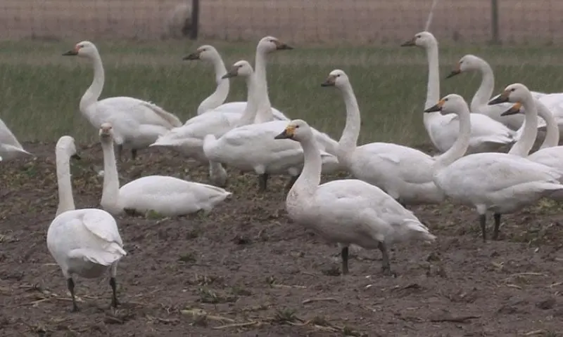 Op zoek naar de eerste wintervogels in natuurgebied Waalenburg - De Marel, Texel!