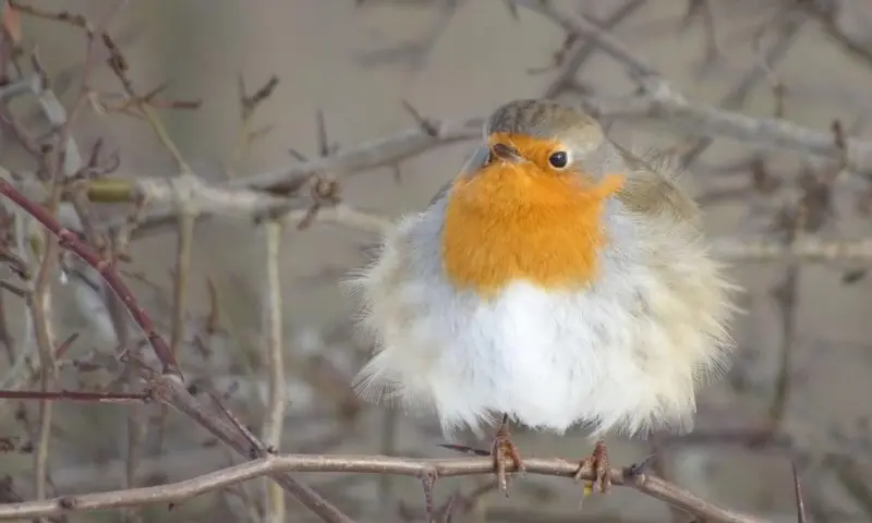 OERRR (6 t/m 10 jaar) Help vogels de winter door - Veluwezoom