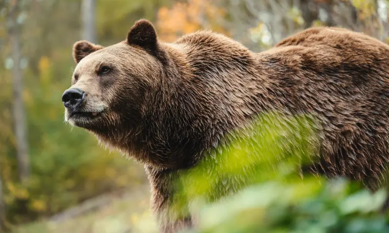 Beren, wolven, lynxen... ontdek de bijzondere Europese fauna!