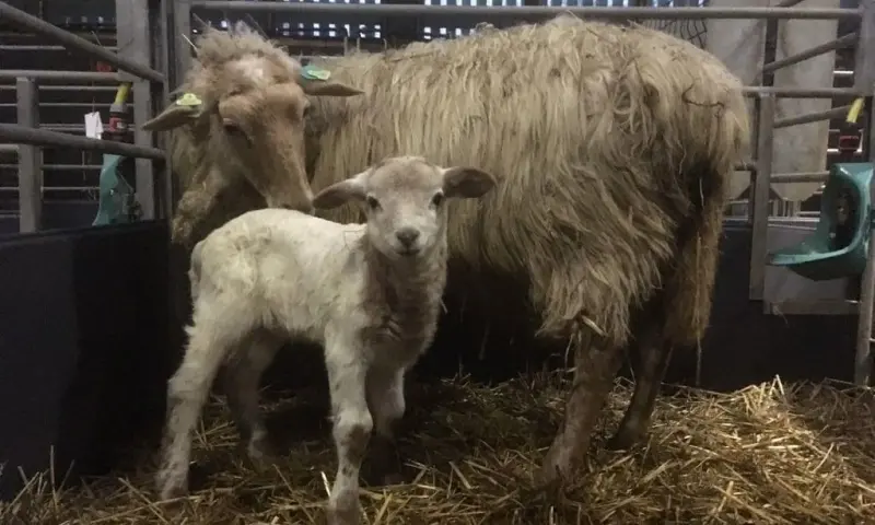 Lammetjesdagen op de Sint-Pietersberg