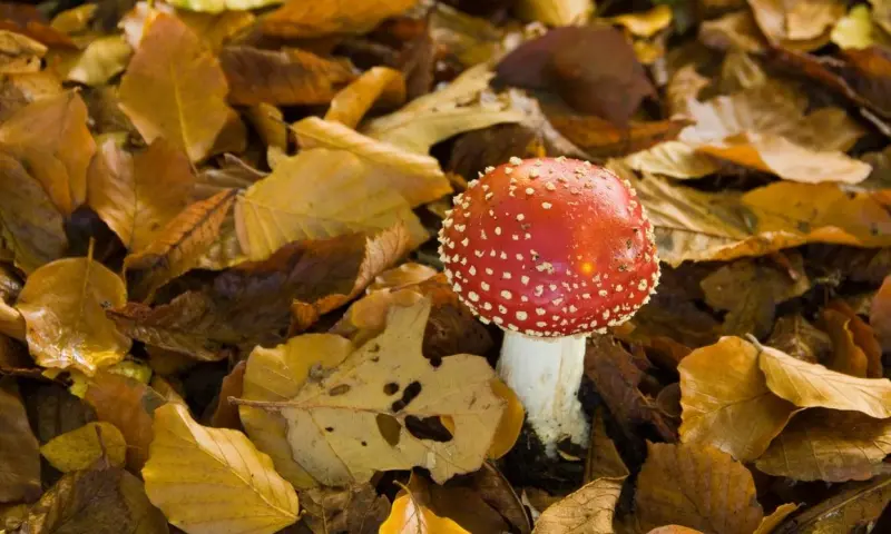 Paddenstoelen zoeken in het Quackjeswater (Voornes Duin)