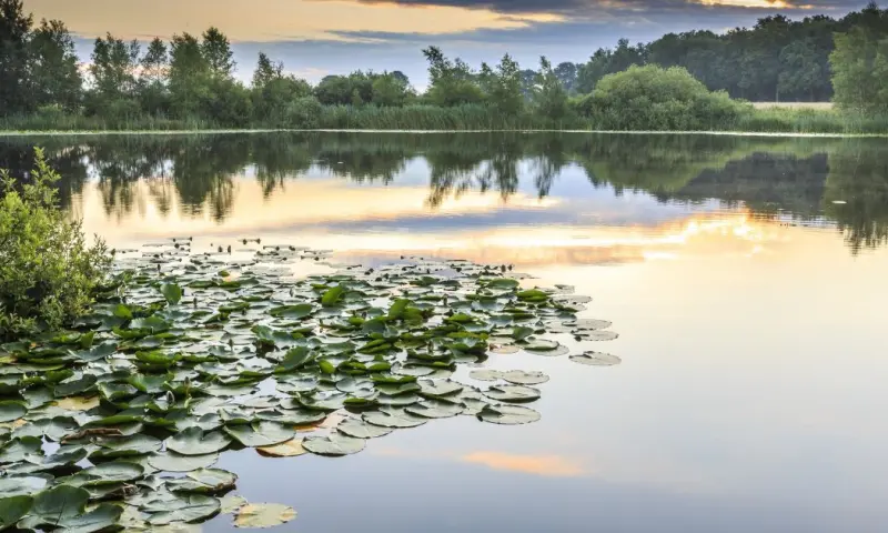 Stilte vaartocht - De Wieden