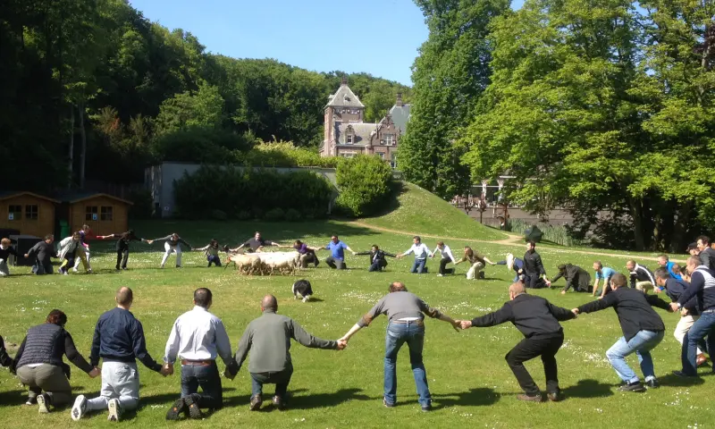 Teambuilding Schapendrijven Schapen