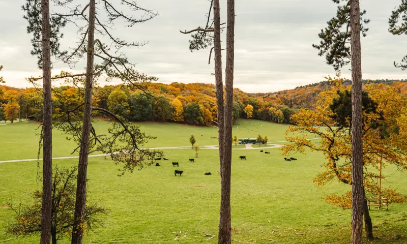 Ontdek de dieren van onze omstreken in het Wildpark!