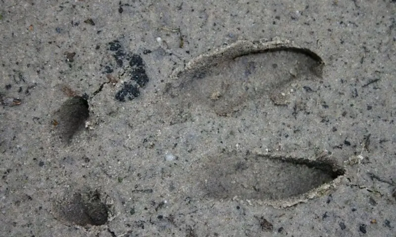 Diersporen zoeken in de Dintelse Gorzen