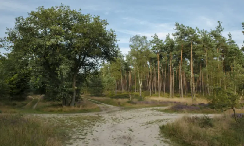 Mooie bossen