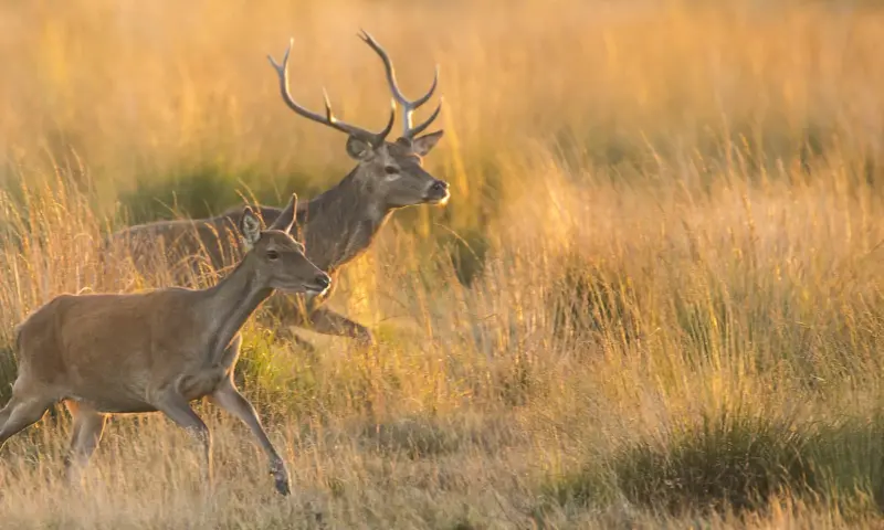 Dieren in Vechtstreek