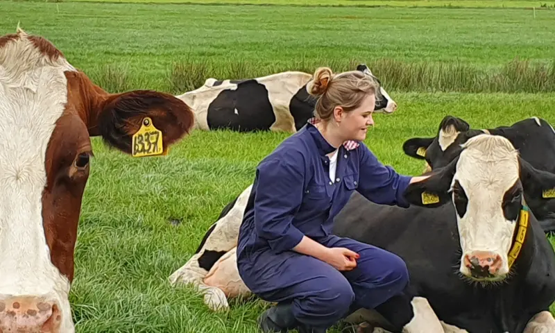 Koe knuffelen Friesland