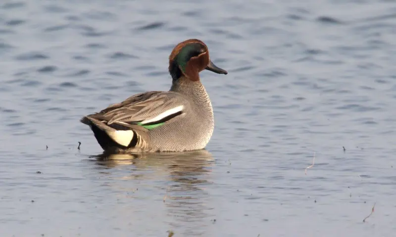 Winterwandelexcursie in natuurgebied Waalenburg - De Marel, Texel