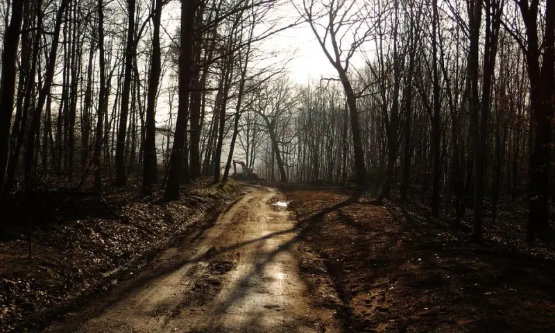 Wandelroute door het bos