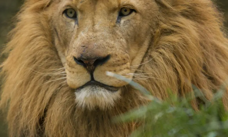Leeuw in het dierenpark