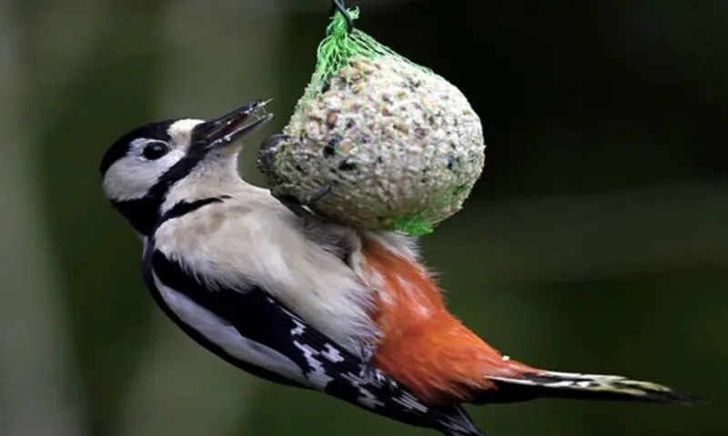 OERRR Help vogels de winter door - Veluwezoom