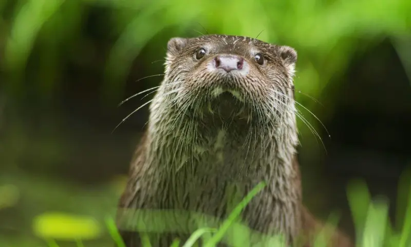 Ottertocht op het Naardermeer