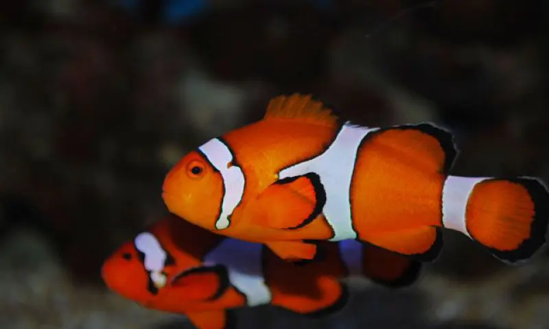 clowns vissen aqua zoo Leerdam