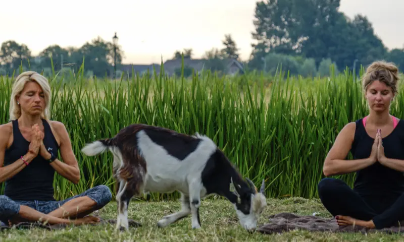 Geiten yoga