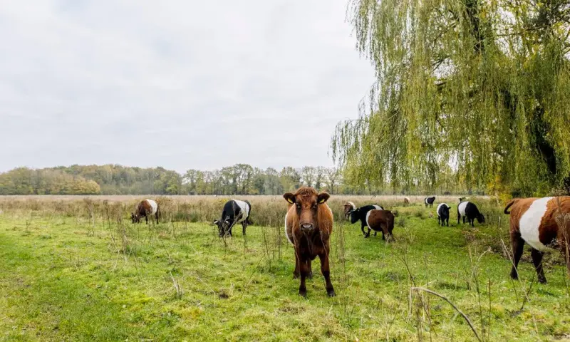 Nieuwjaarswandeling in het Dal van de Ruiten Aa
