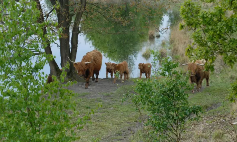 Oog in oog met de grote grazers van Huis ter Heide (vertrek bij Moerse Hoeve)