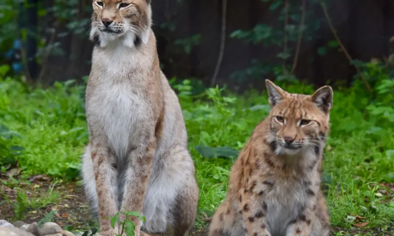 Lynx