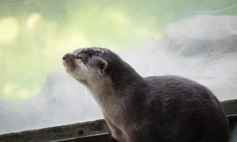 otter bij het raam