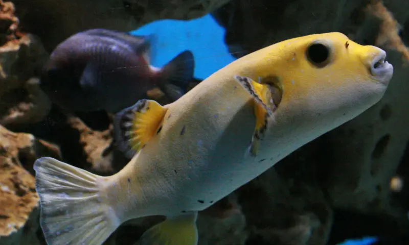 aquarium Leerdam