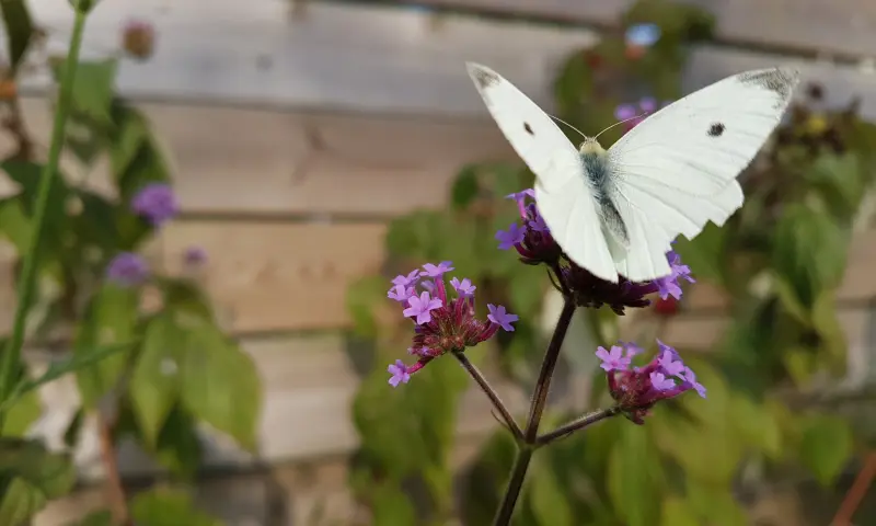 Vlinder