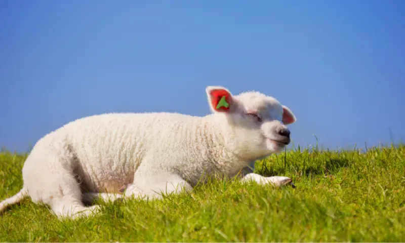 Lammetjes kijken op Texel