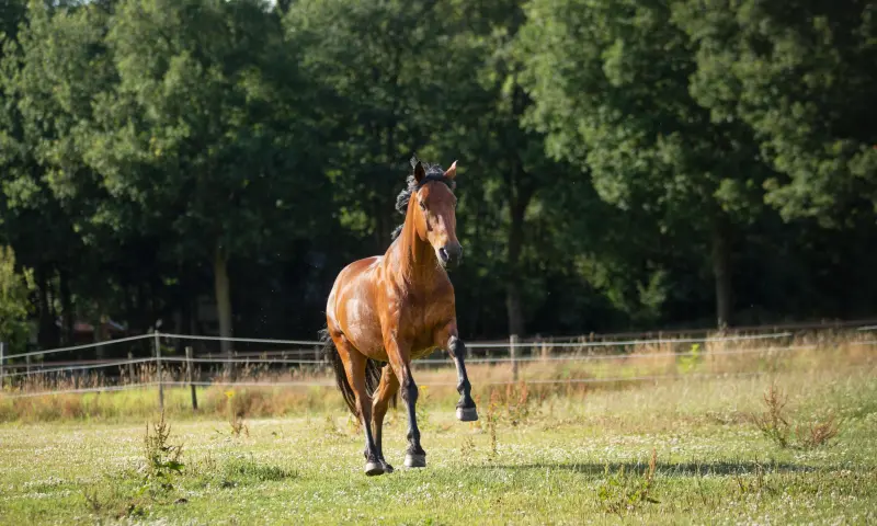 Kracht, rust, vertrouwen