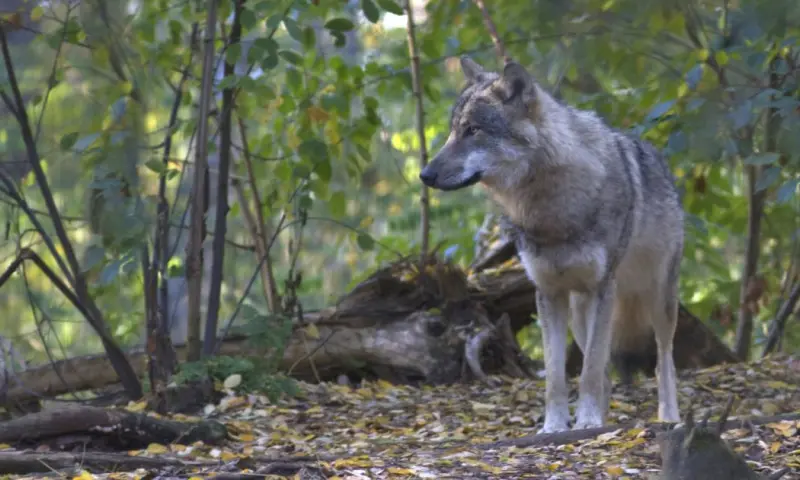 Wolven op de Veluwe - Ramenberg Loenen