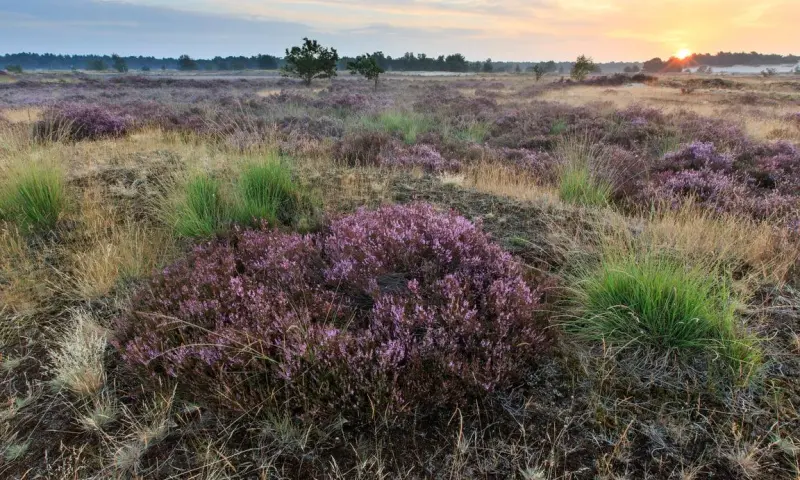 Geheimen in het landschap van de Loonse en Drunense Duinen