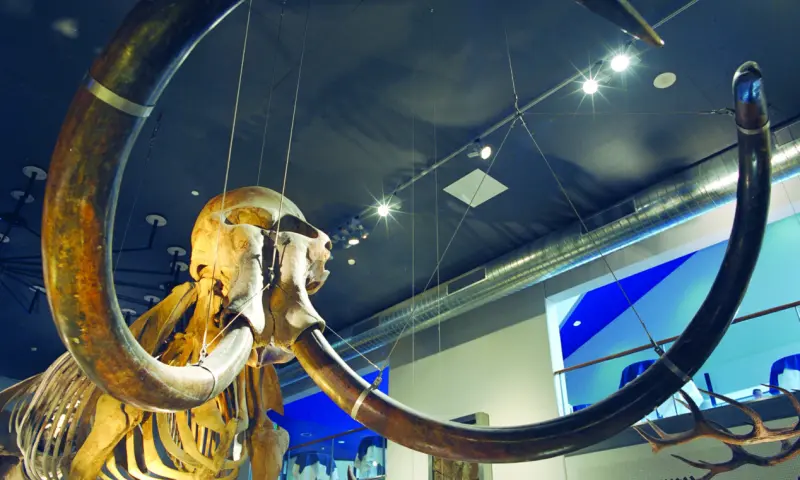 Karkas van dinosaurier 