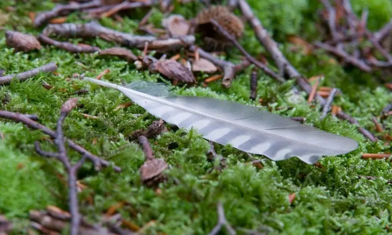 OERRR Sporen zoeken met de boswachter in 's-Graveland